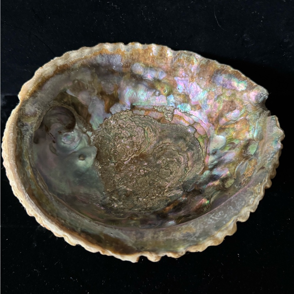 Large 6” Vintage Iridescent Abalone Shell